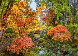 Mostek i kolorowe jesienne drzewa w ogrodzie japońskim w Portland