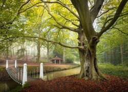 Mostek nad rzeczką w zielonym lesie