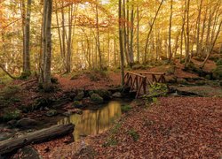 Mostek nad rzeką i opadłe liście na brzegu