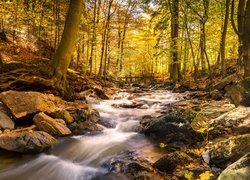 Niemcy, Saksonia-Anhalt, Powiat Harz, Rzeka Ilse, Las, Rzeka, Kamienie, Mostek, Drzewa