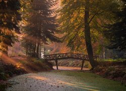 Mostek nad rzeką w lesie