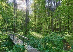 Mostek nad strumieniem w słonecznym lesie liściastym