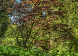 Anglia, Ogród Cottesbrooke Hall, Park, Drzewa, Mostek