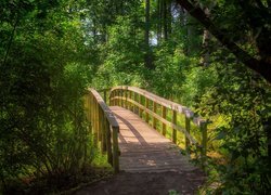 Mostek w słonecznym lesie
