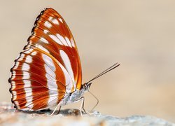 Motyl athyma fortuna