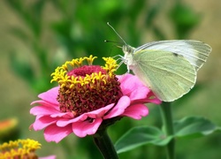 Motyl bielinek przysiadł na różowej cynii