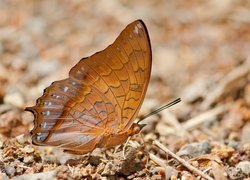 Motyl charaxes affinis z rodziny rusałkowatych
