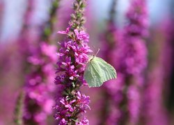 Motyl cytrynek na różowych kwiatach