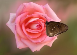 Motyl Euploea core na kwiecie róży