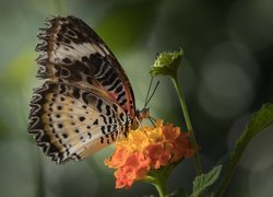 Motyl, Euthalia lubentina, Pomarańczowy, Kwiat