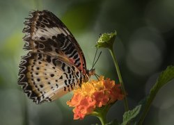 Motyl euthalia lubentina