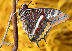 Motyl foxy emperor