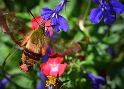 Motyl fruczak bujankowiec na kwiatach lobelii