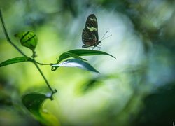 Egzotyczny, Motyl, Heliconius hortense, Gałązka, Liście