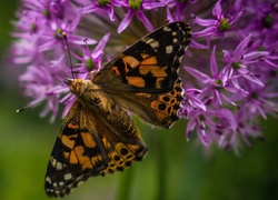 Motyl i kwiat czosnku ozdobnego