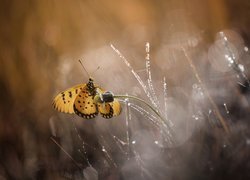 Motyl, Kwiatek, Bokeh, Trawa