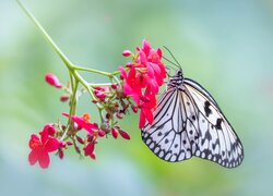 Motyl idea leuconoe na czerwonym kwiatku