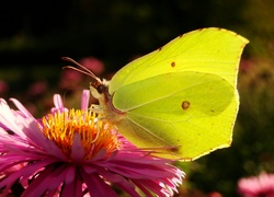 Motyl latolistek cytrynek