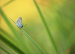 Motyl modraszek na źdźble trawy