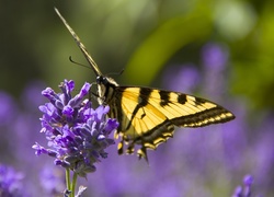 Motyl monarha,  Lawenda wąskolistna