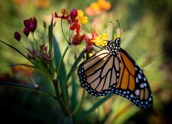 Motyl monarcha, Danaid wędrowny, Kwiat