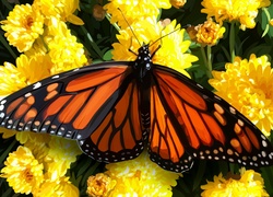 Obraz, Motyl monarcha, Kwiaty