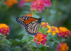 Motyl monarcha przysiadł na kolorowych kwiatach