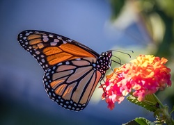 Motyl monarcha przysiadł na kwiatku