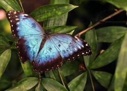 Niebiesko-czarny, Motyl, Morpho peleides, Liście