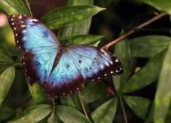 Motyl Morpho peleides na liściu