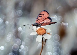Motyl na białym kwiatku z bliska
