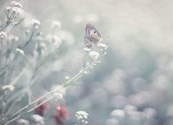 Białe, Kwiatki, Motyl