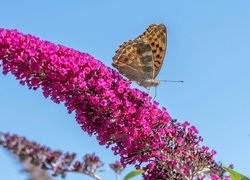 Motyl na budlei