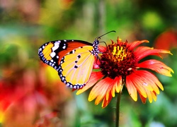 Motyl na czerwono-żółtym kwiatku