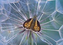 Motyl na dmuchawcu