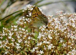 Motyl, Roślina, Białe, Drobne, Kwiaty