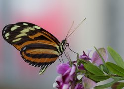 Motyl na fioletowym kwiatku w makro