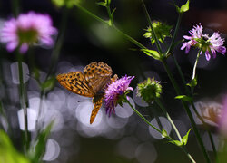 Motyl na fioletowym kwiatku w zbliżeniu