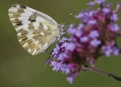 Motyl, Fioletowy, Kwiat, Makro