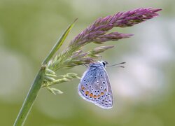 Motyl na gałązce z rozkwitającym kwiatem