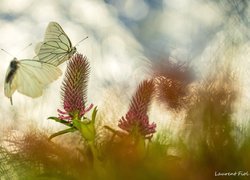 Motyl na koniczynie krwistoczerwonej