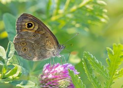 Motyl na koniczynie