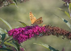 Motyl na kwiatach budlei