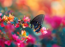 Motyl, Kwiaty, Bugenwilla, Grafika
