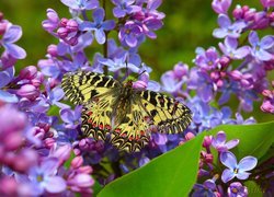 Motyl na kwiatach bzu