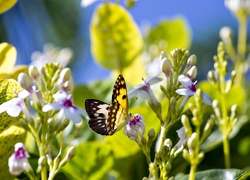 Motyl na kwiatach w blasku słońca