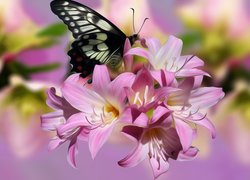 Motyl na kwiatkach