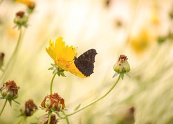 Motyl, Żółty, Kwiat, Nachyłek