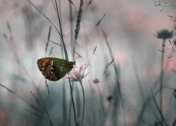 Motyl, Kwiat, Zbliżenie
