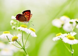 Motyl na kwiecie przymiotna